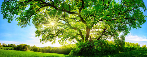 Beau paysage